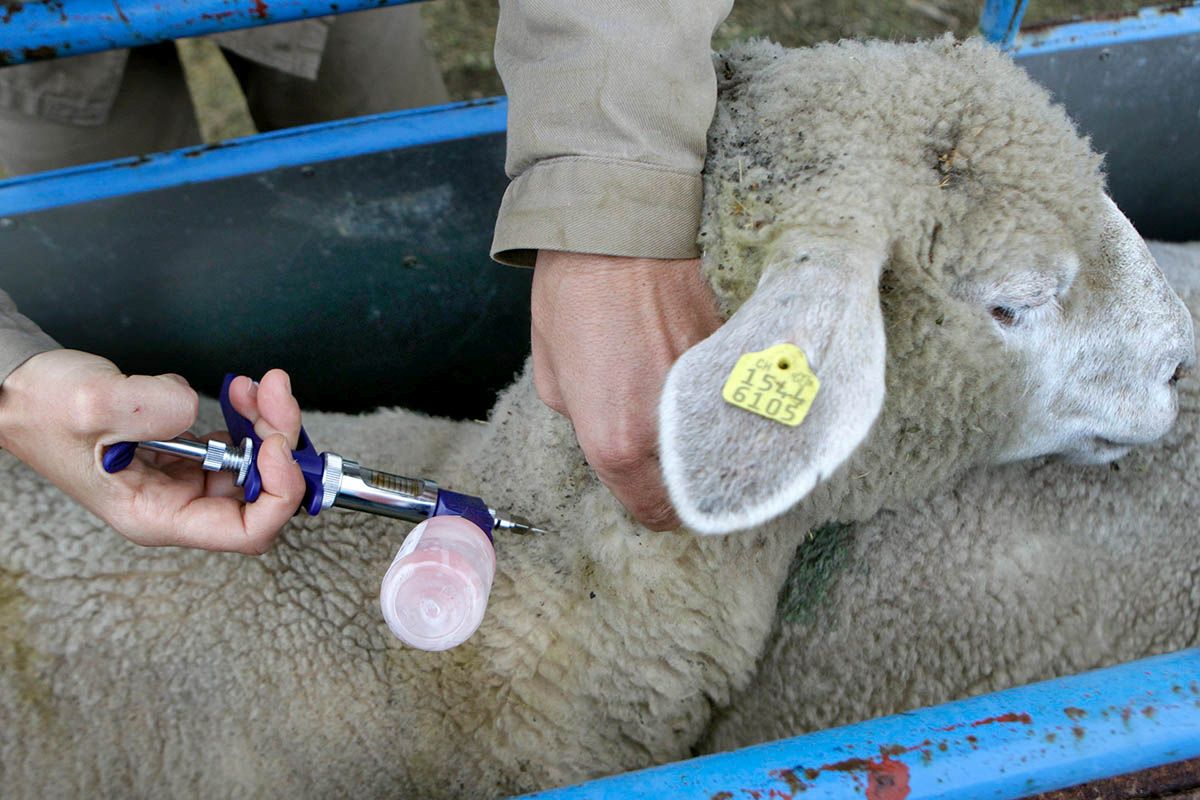 Ein Veterinär impft am 1. Mai 2010 in Genf ein Schaf gegen die Blauzungenkrankheit (Katarrhalfieber der Schafe).               Die Blauzungenkrankheit ist eine hauptsächlich durch Insekten übertragene Infektionskrankheit der Wiederkäuer, die durch eine Virusinfektion verursacht wird. Sie trat im Oktober 2007 erstmals in der Schweiz auf. Foto: Keystone-SDA / Salvatore Di Nolfi