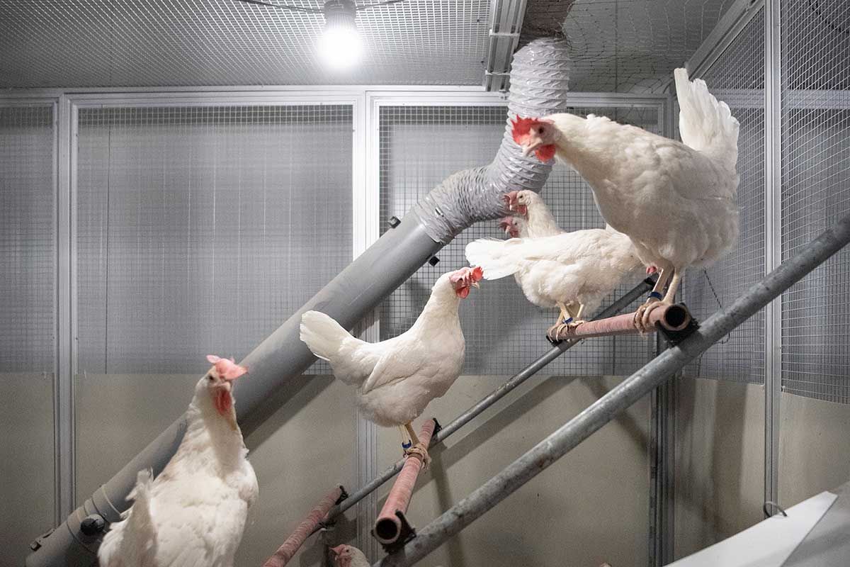 Hühner sitzen am 29. November 2018 auf Stangen in einem Forschungsstall für tiergerechte Haltung von Geflügel und Kaninchen vom Bundesamt für Lebensmittelsicherheit und Veterinärwesen und der Universität Bern in Zollikofen. Foto: Keystone-SDA / Peter Schneider. Hühner sitzen am 29. November 2018 auf Stangen in einem Forschungsstall für tiergerechte Haltung von Geflügel und Kaninchen vom Bundesamt für Lebensmittelsicherheit und Veterinärwesen und der Universität Bern in Zollikofen. Foto: Keystone-SDA / Peter Schneider.