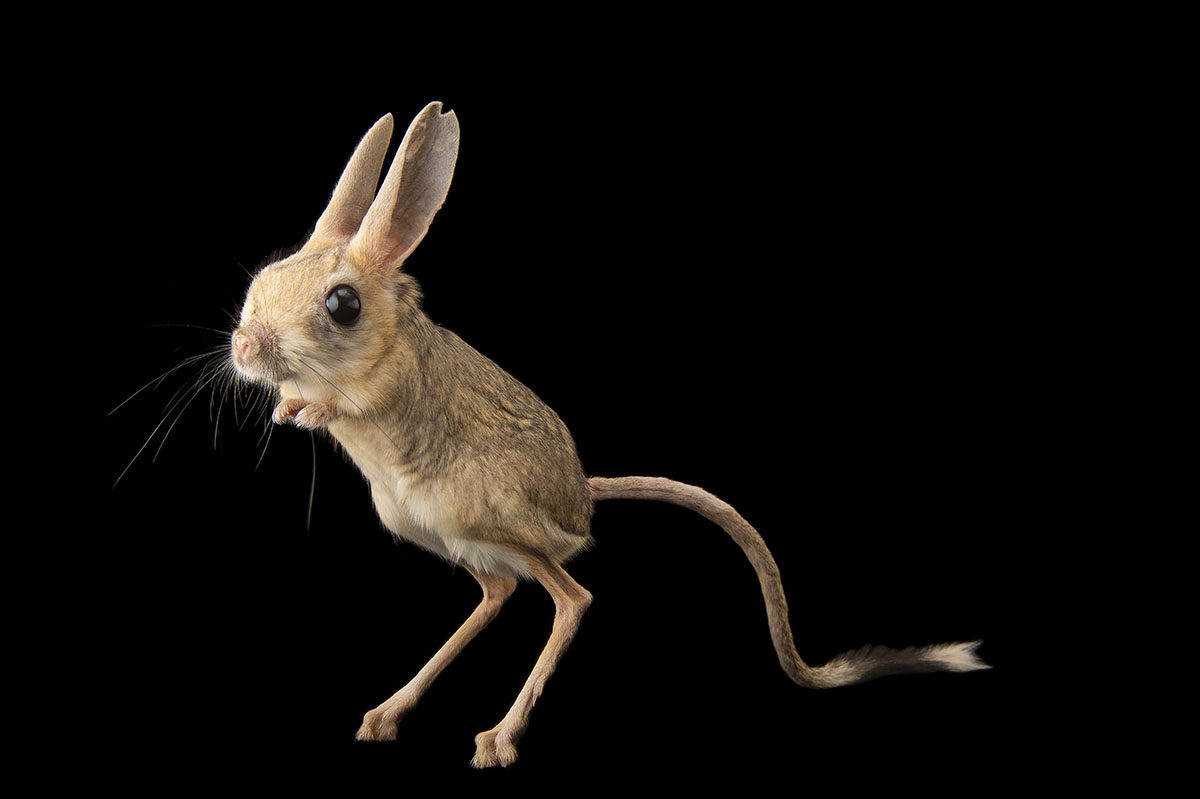 601198525 – Foto: KEYSTONE/Nature Picture Libary/Photo Ark/Joel Sartore 601198525 – Foto: KEYSTONE/Nature Picture Libary/Photo Ark/Joel Sartore