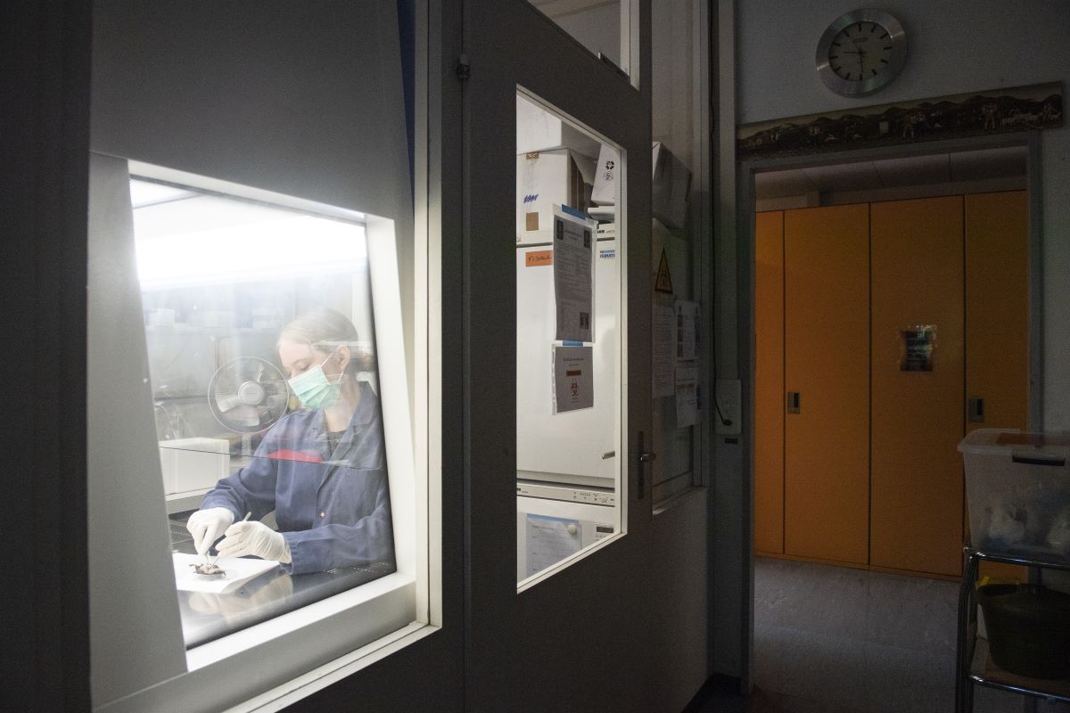 Im Virologischen Institut der Universität Zürich entnimmt Doktorandin Myriam Wiederkehr Proben einer Fledermaus, 16. Juni 2021 - Foto: Keystone-SDA/ Ennio Leanza